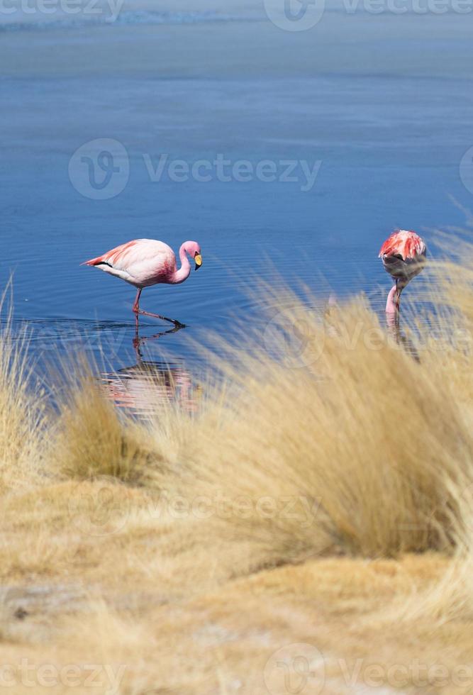 flamants roses en bolivie laguna photo