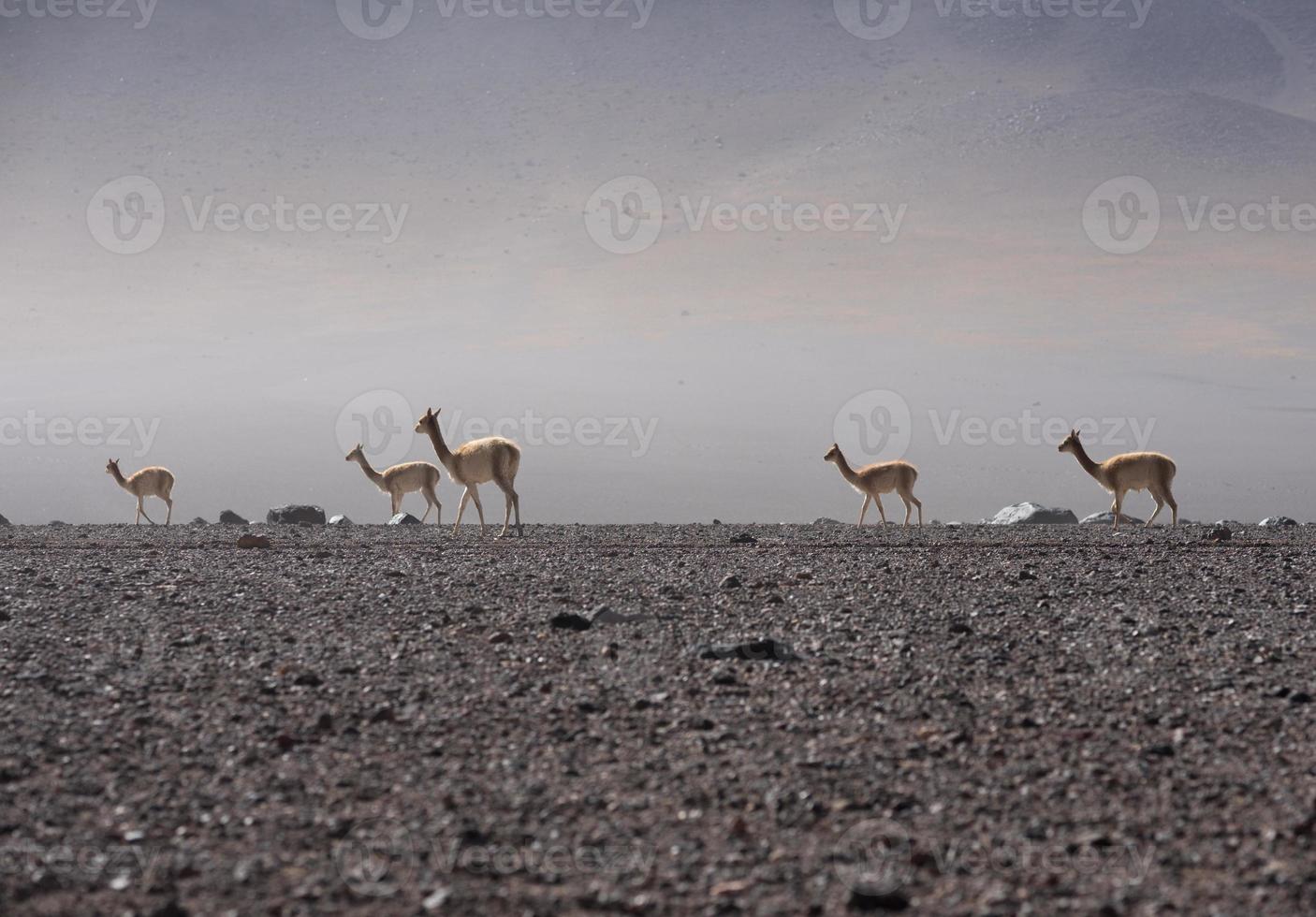 animal de la faune vigogne sur les andes photo