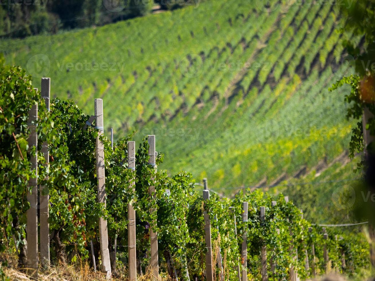 vignobles en automne photo