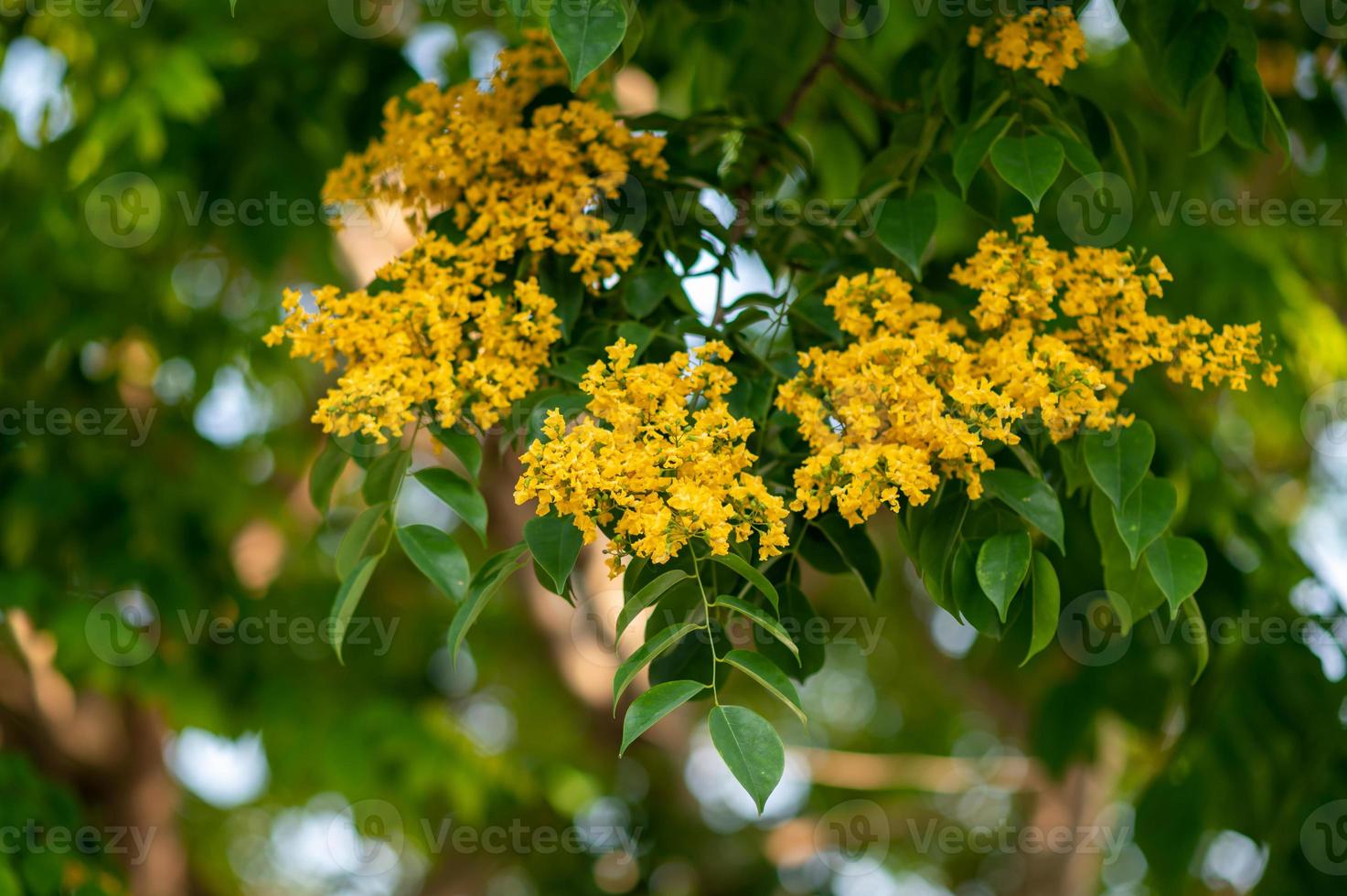 gros plan, de, padouk, fleur, floraison, sur, les, arbre photo