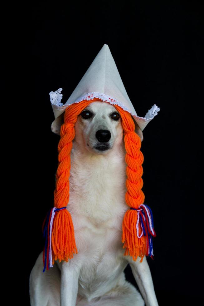 une bâtard chien avec tresses et une néerlandais chapeau photo