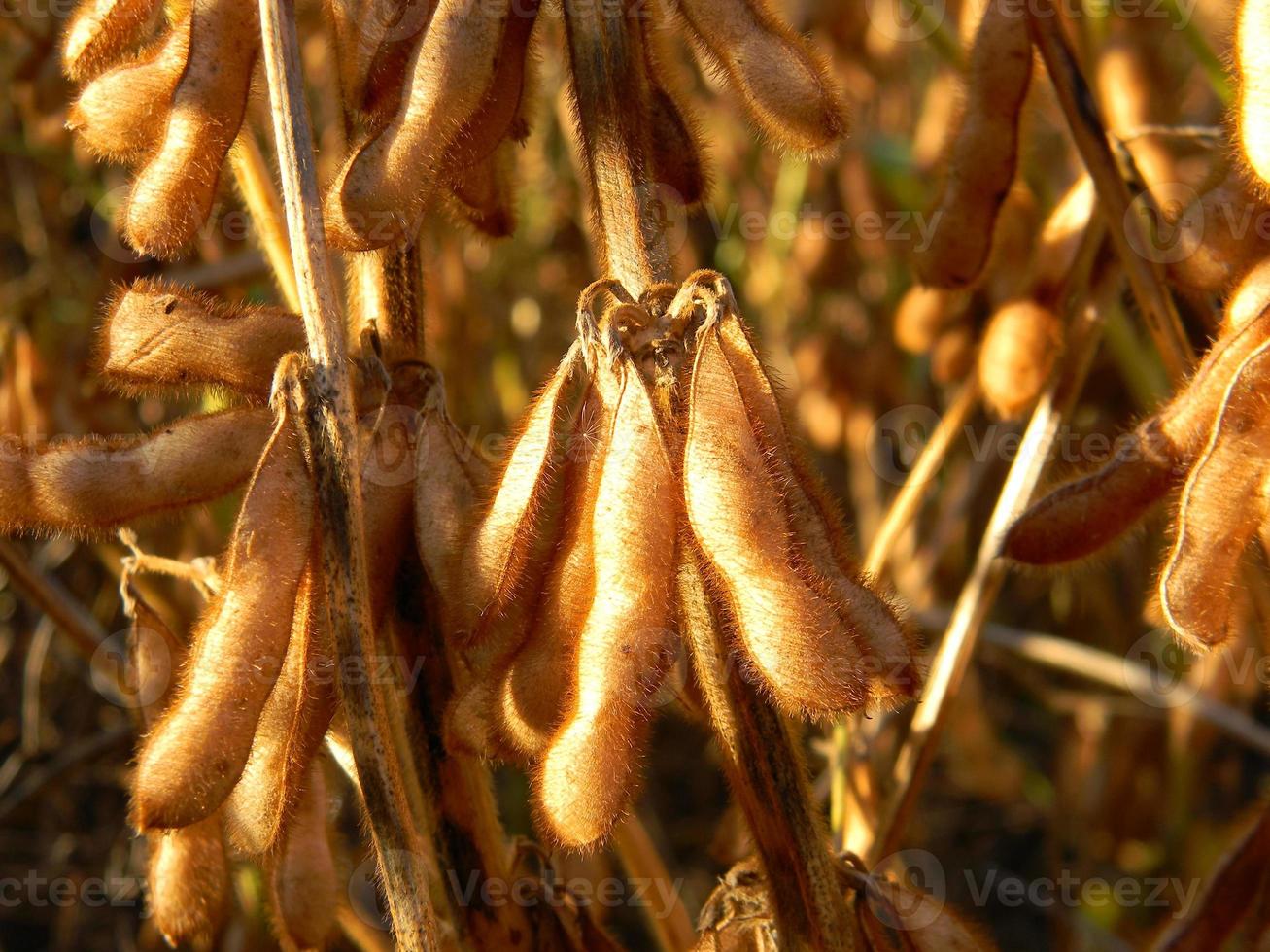 détail de la gousse de soja dans la plantation du champ photo
