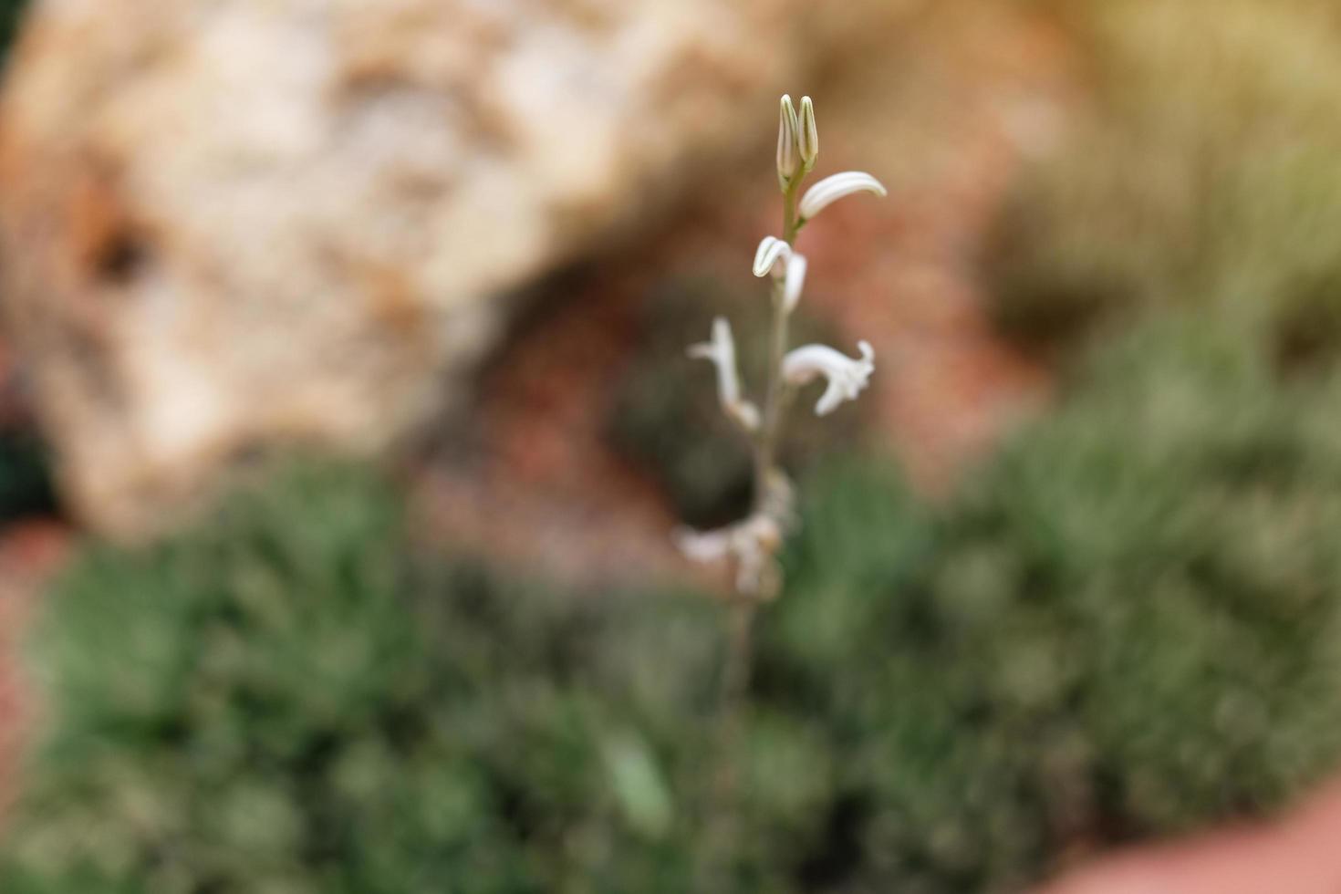 magnifique fleurir blanc sauvage fleurs des champs dans printemps et Naturel lumière du soleil brillant sur Montagne photo