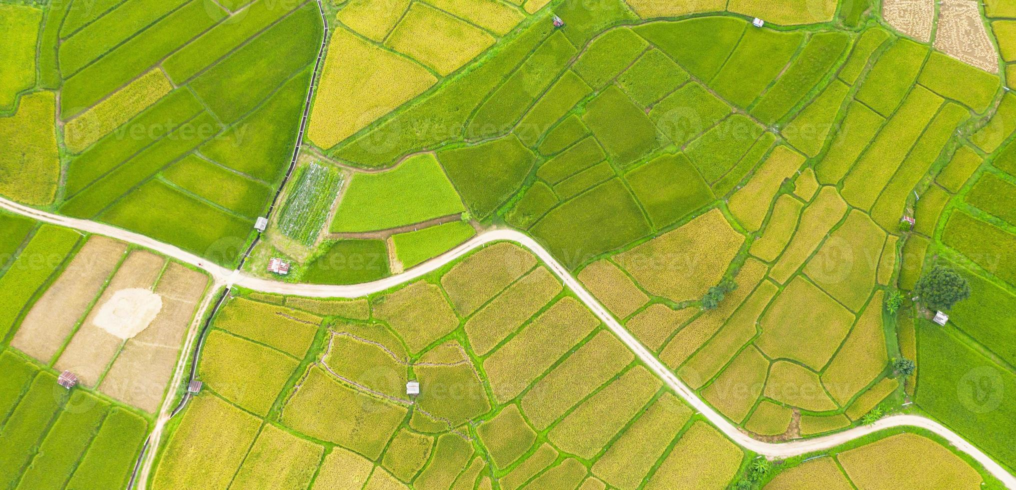 vue aérienne du champ de riz vert et jaune photo