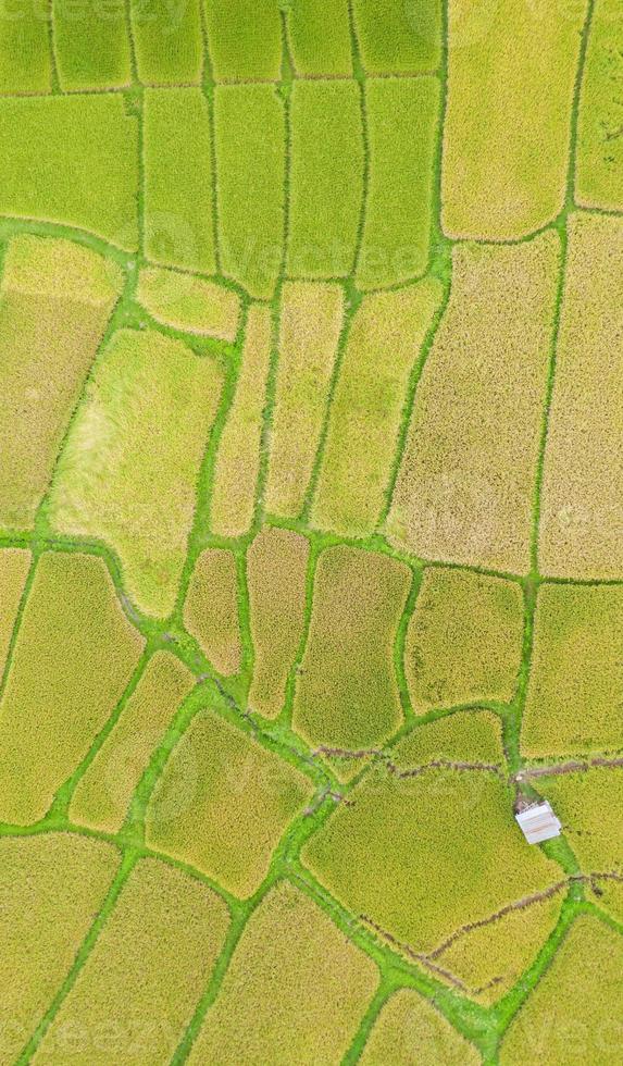 vue aérienne du champ de riz vert et jaune photo