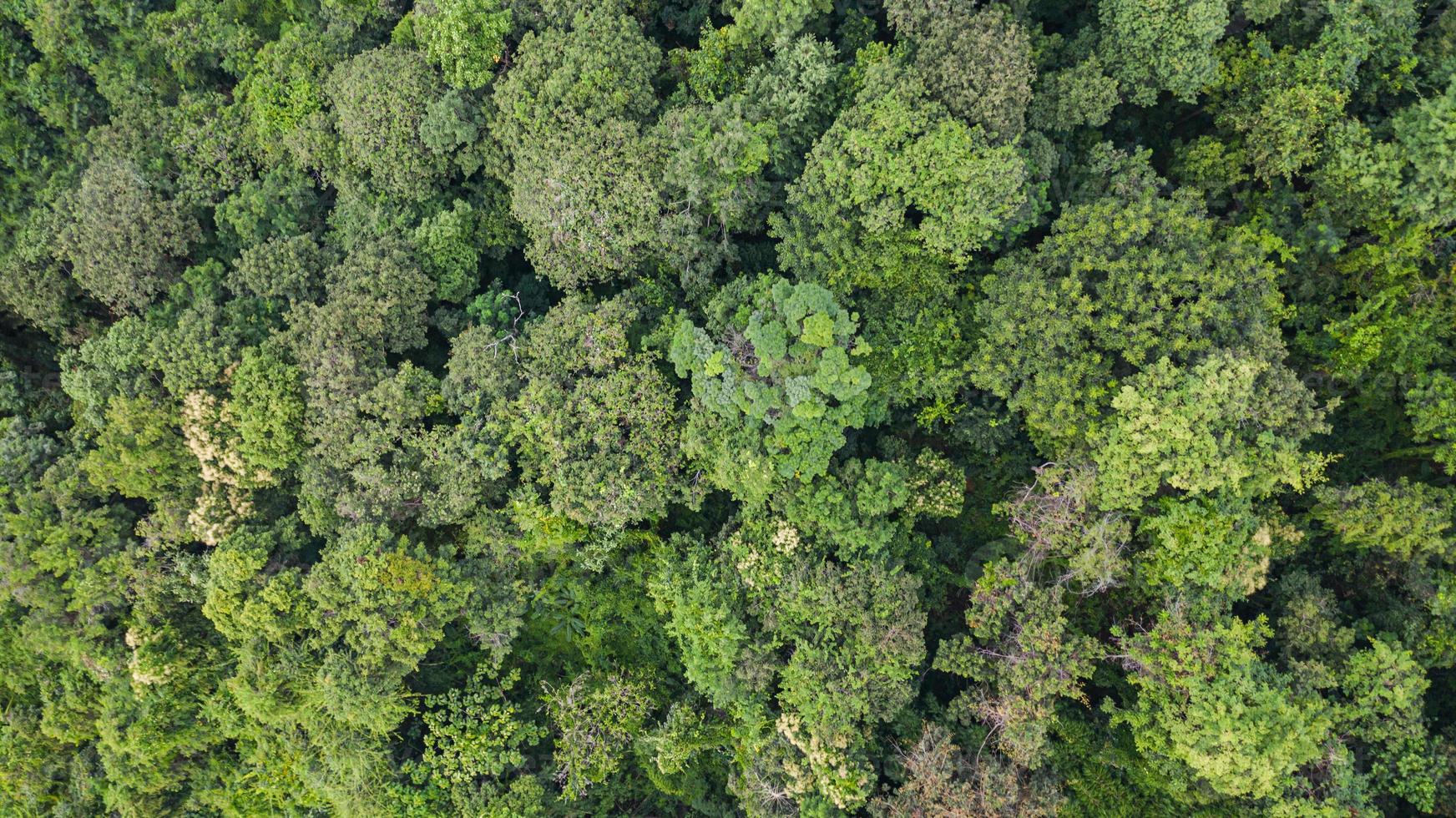 Vue aérienne de dessus de la vue de fond de texture de forêt d'en haut photo