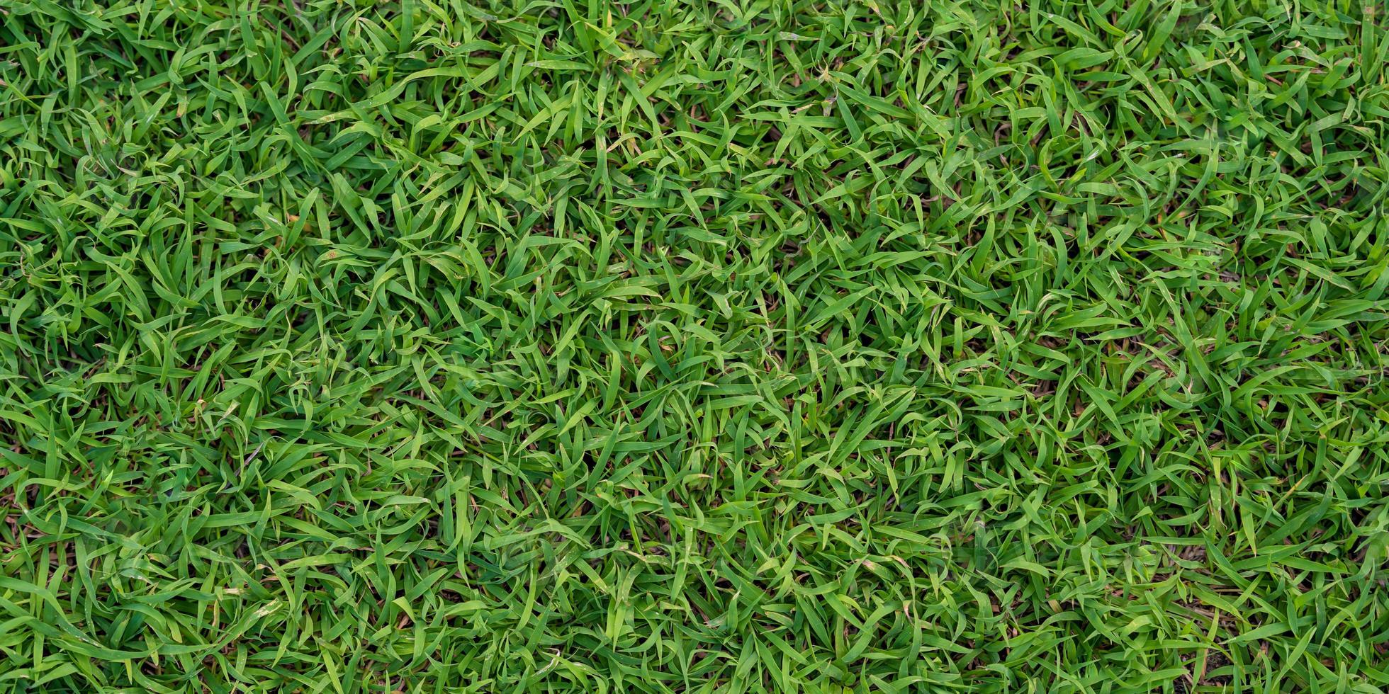 fond d'herbe verte photo