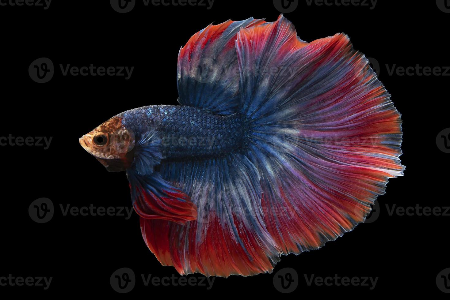 magnifique bleu betta il a une rouge queue cette spectacles mystère et solitude dans le ombres sur noir Contexte. photo