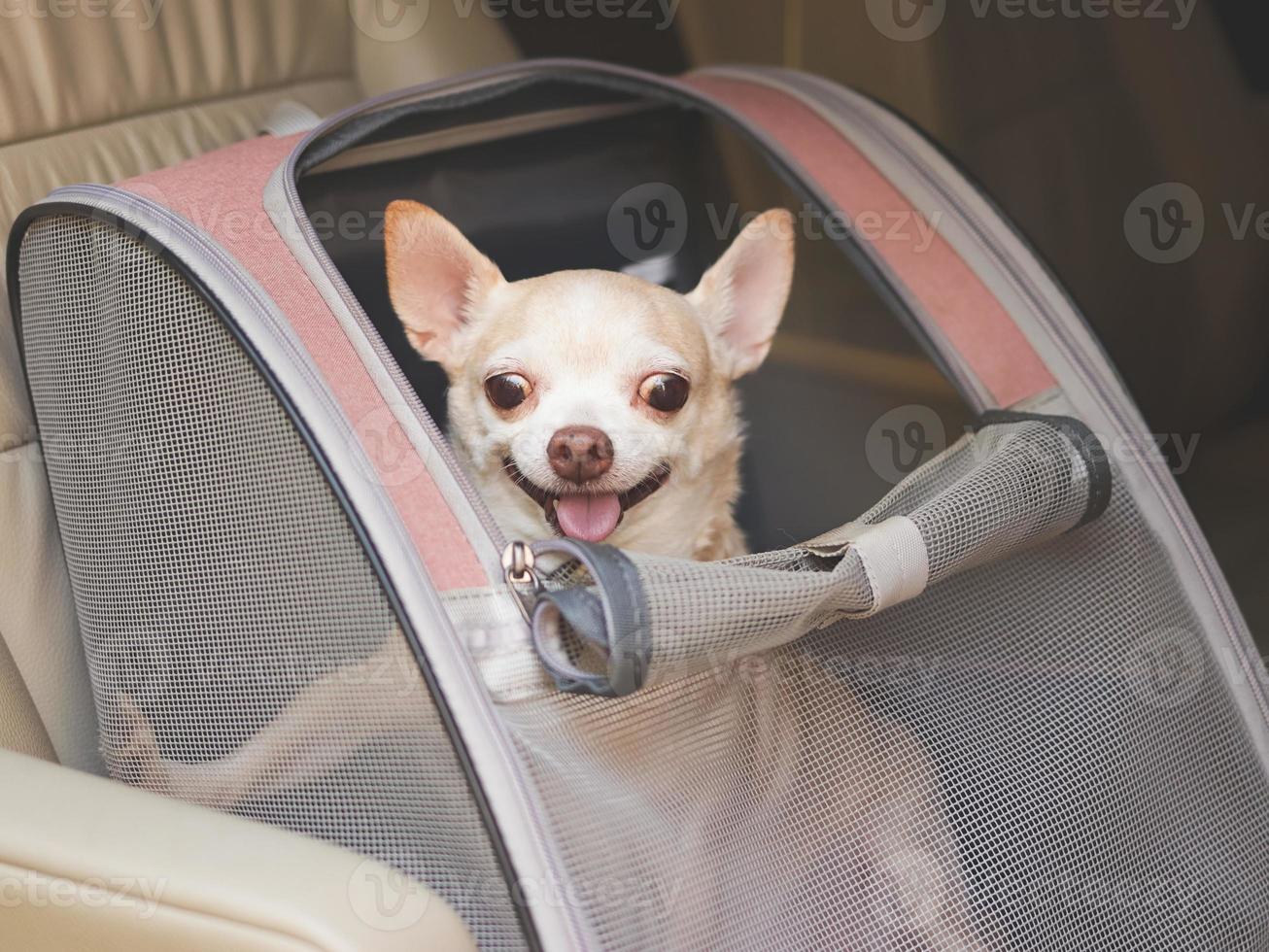 marron court cheveux chihuahua chien séance dans animal de compagnie  transporteur sac à dos avec ouvert les fenêtres dans voiture siège. sûr  Voyage avec animaux domestiques concept. 23054625 Photo de stock chez