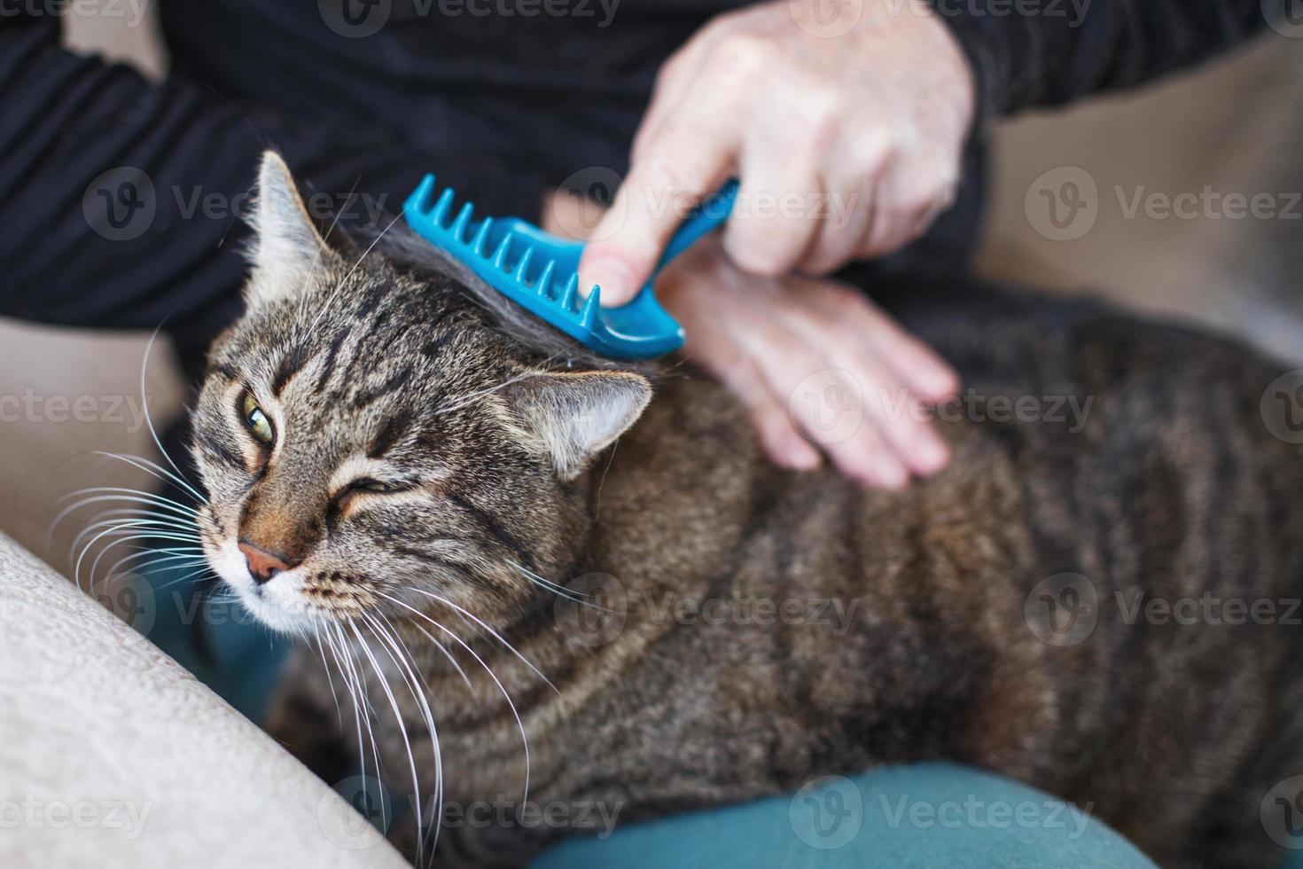 un homme peigne la fourrure de son chat gris avec une brosse photo