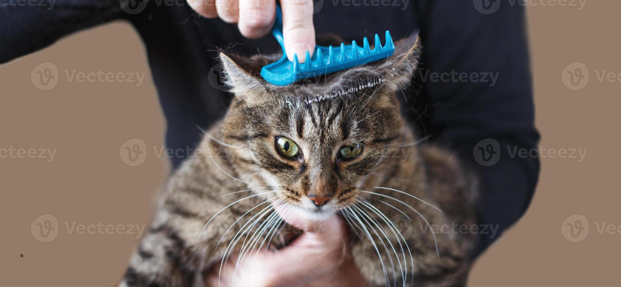 un homme peigne la fourrure de son chat gris avec une brosse photo