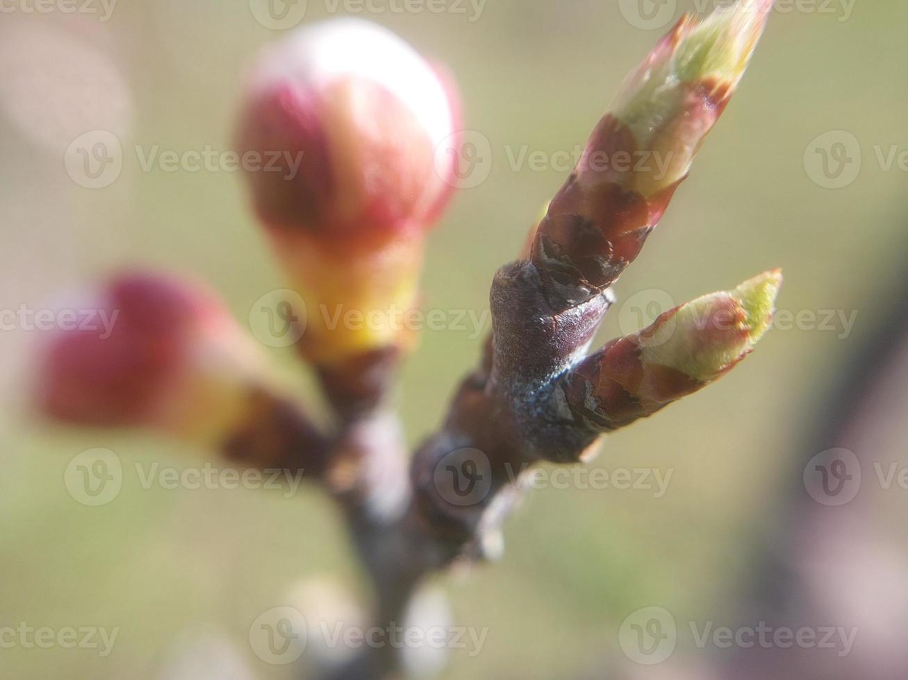 Jeune fleurs germer dans printemps photo