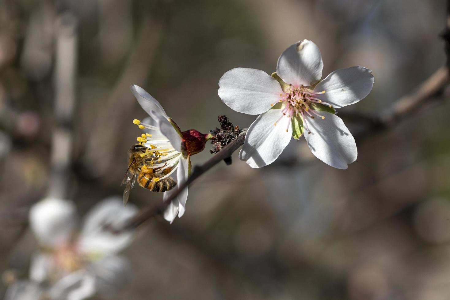 abeille sur une fleur d'amandier photo