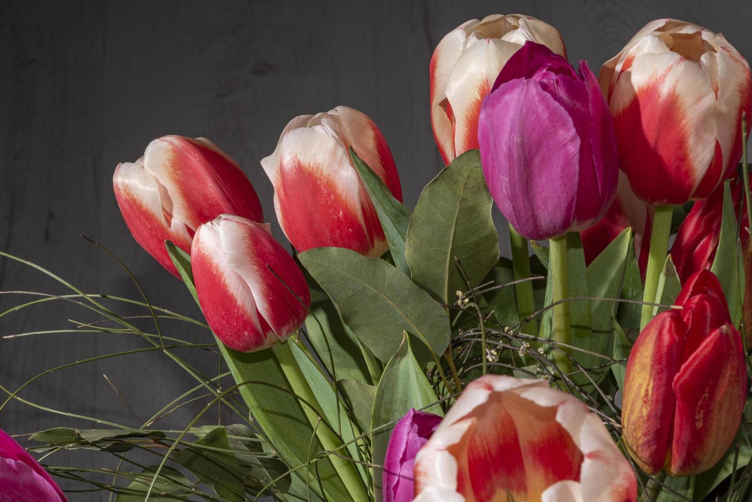 tulipes rouges et blanches sur le terrain photo