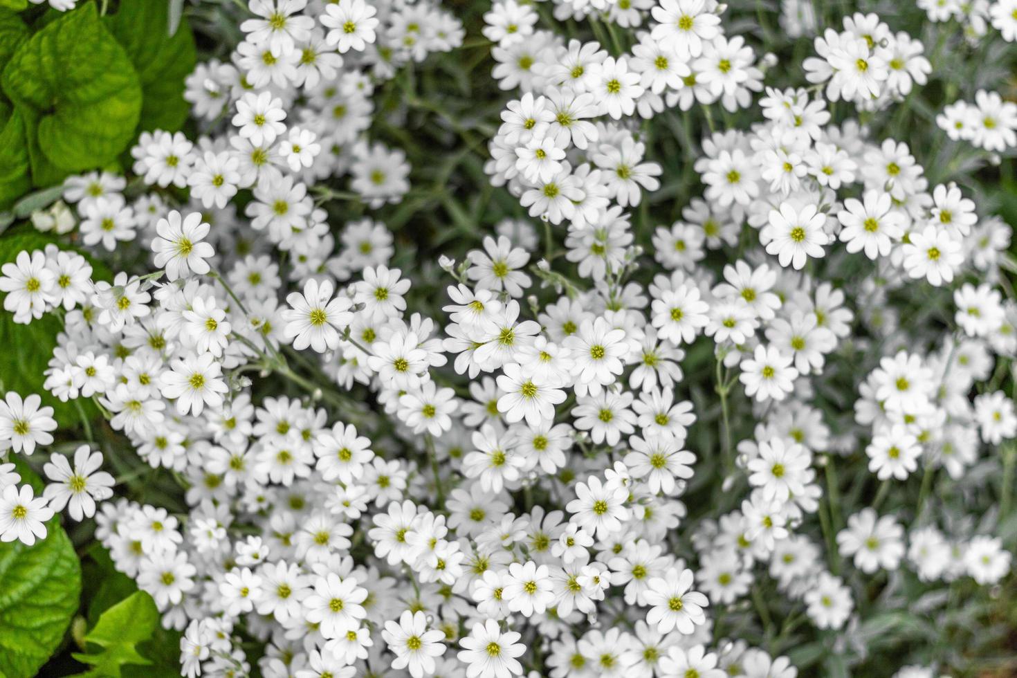 beaucoup de petit blanc fleurs dans le prairie. ornithogale fleurs. magnifique floraison dans le printemps jardin. herbacé lis ornithogale ombelle dans floraison, petit ornemental et sauvage blanc floraison. photo