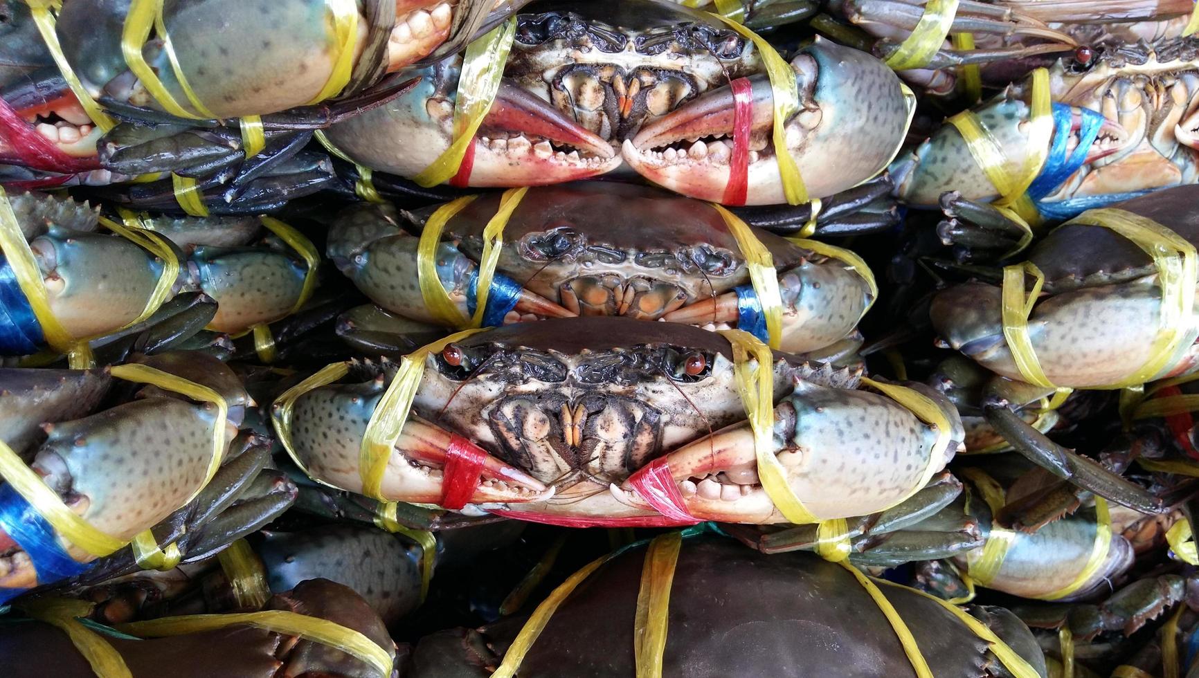 fruits de mer de crabe frais photo