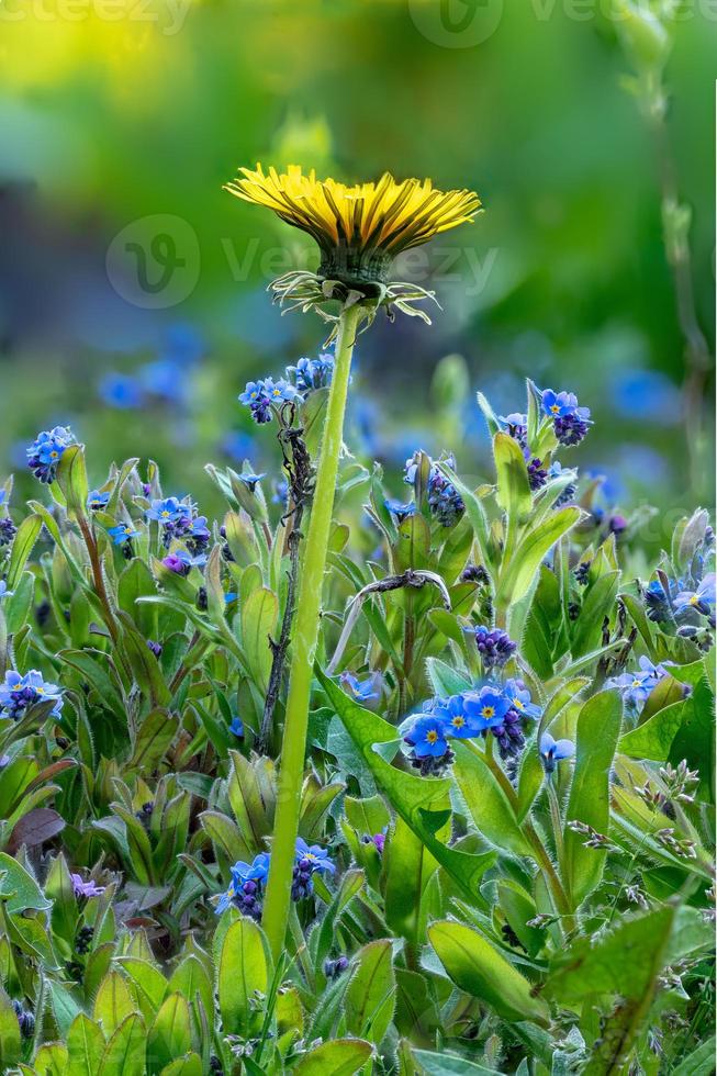 Plan macro sur un champ de myosotis et une seule fleur de pissenlit photo