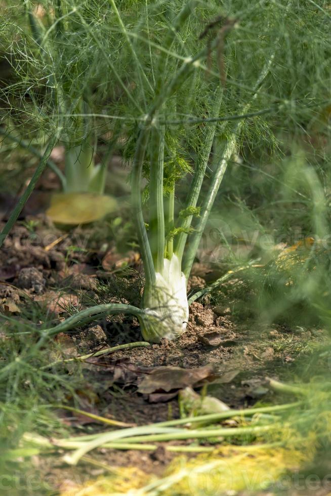 Seul le fenouil pousse sur un champ d'affilée avec arrière-plan flou photo