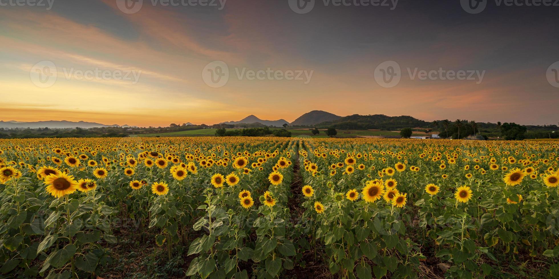 plantes de tournesol en fleurs dans la campagne au coucher du soleil photo