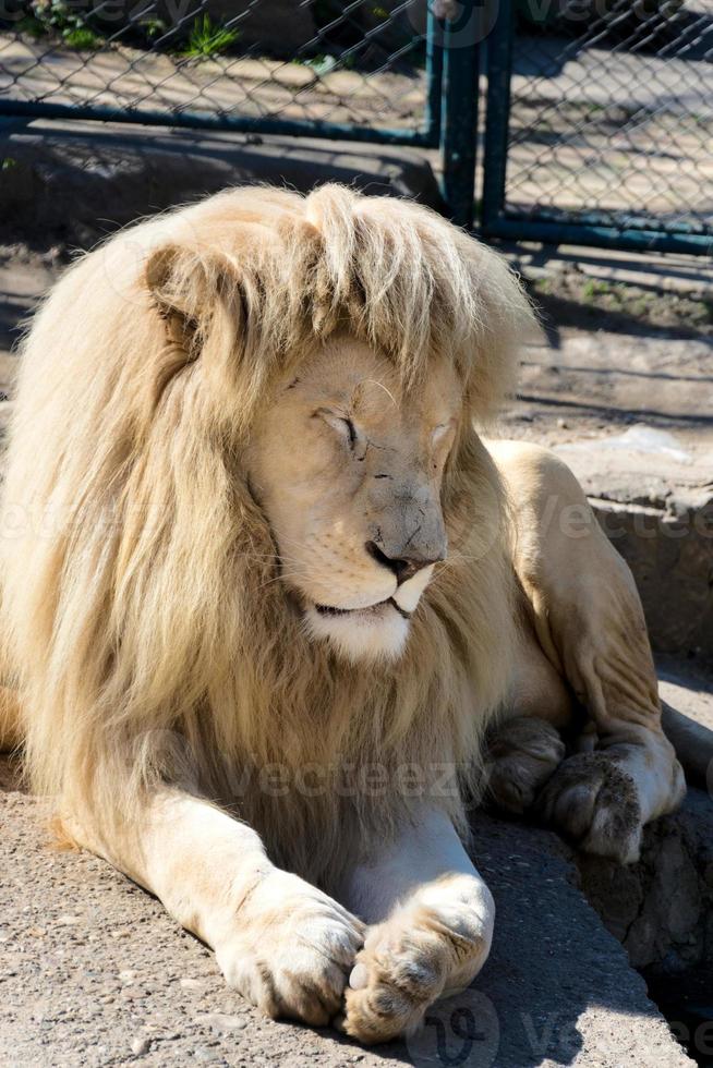 somnolent Lion dans zoo photo