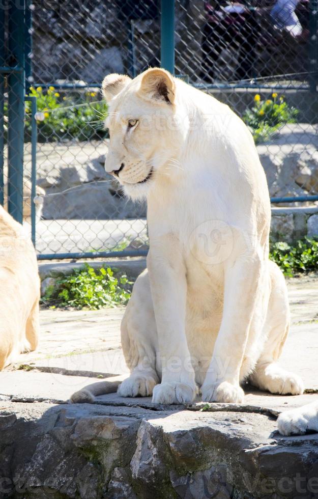 les Lions dans le zoo photo