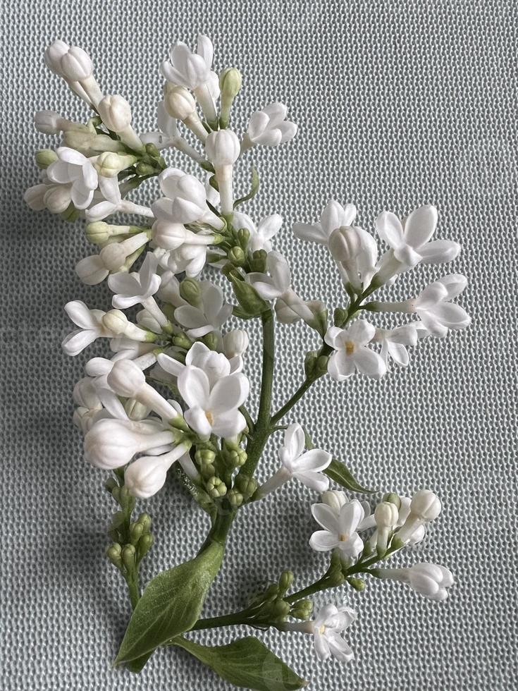 lilas fleurs sur le gris table photo