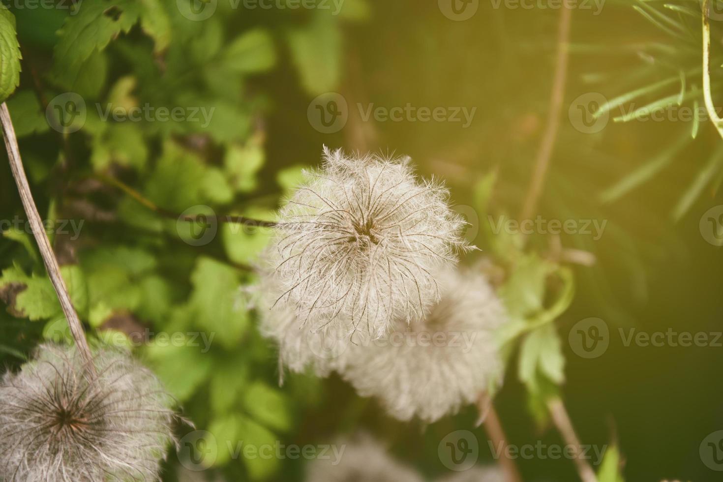 original fleurs sur une chaud ensoleillé journée parmi vert feuilles dans le été Soleil photo