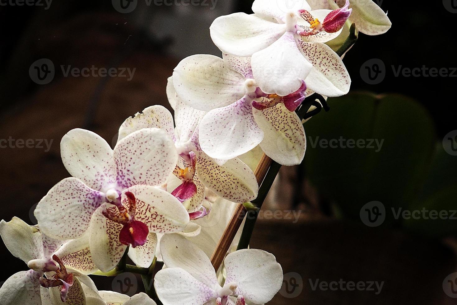 délicat coloré fleurs orchidées croissance dans une Naturel environnement dans botanique verger photo