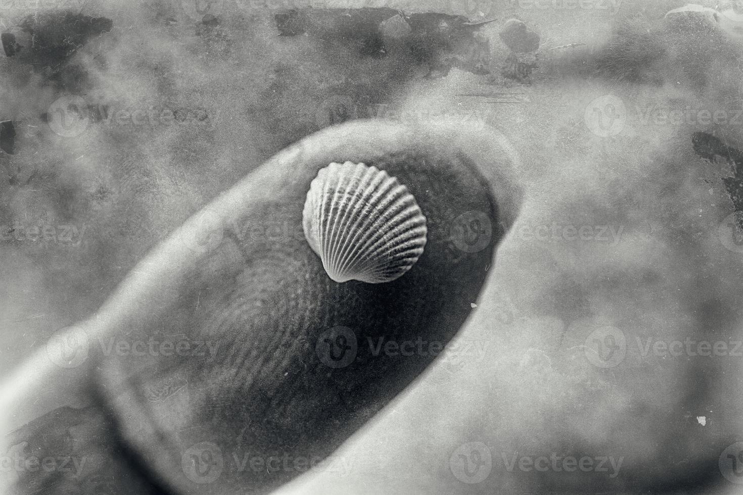 peu blanc mer coquille tenue dans mains sur une plage photo