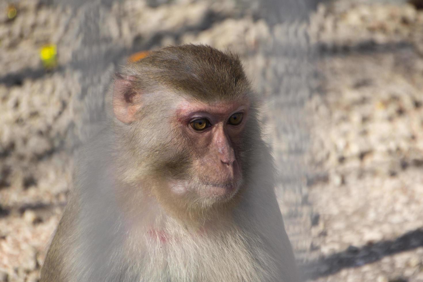 portrait d'un petit singe photo