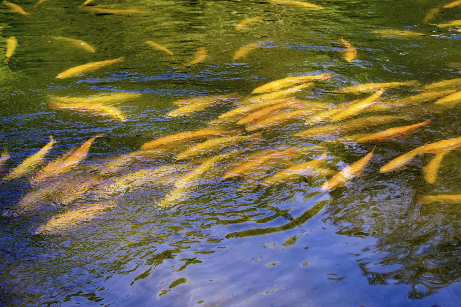 truite dorée sur le fond de la surface de l'eau. photo