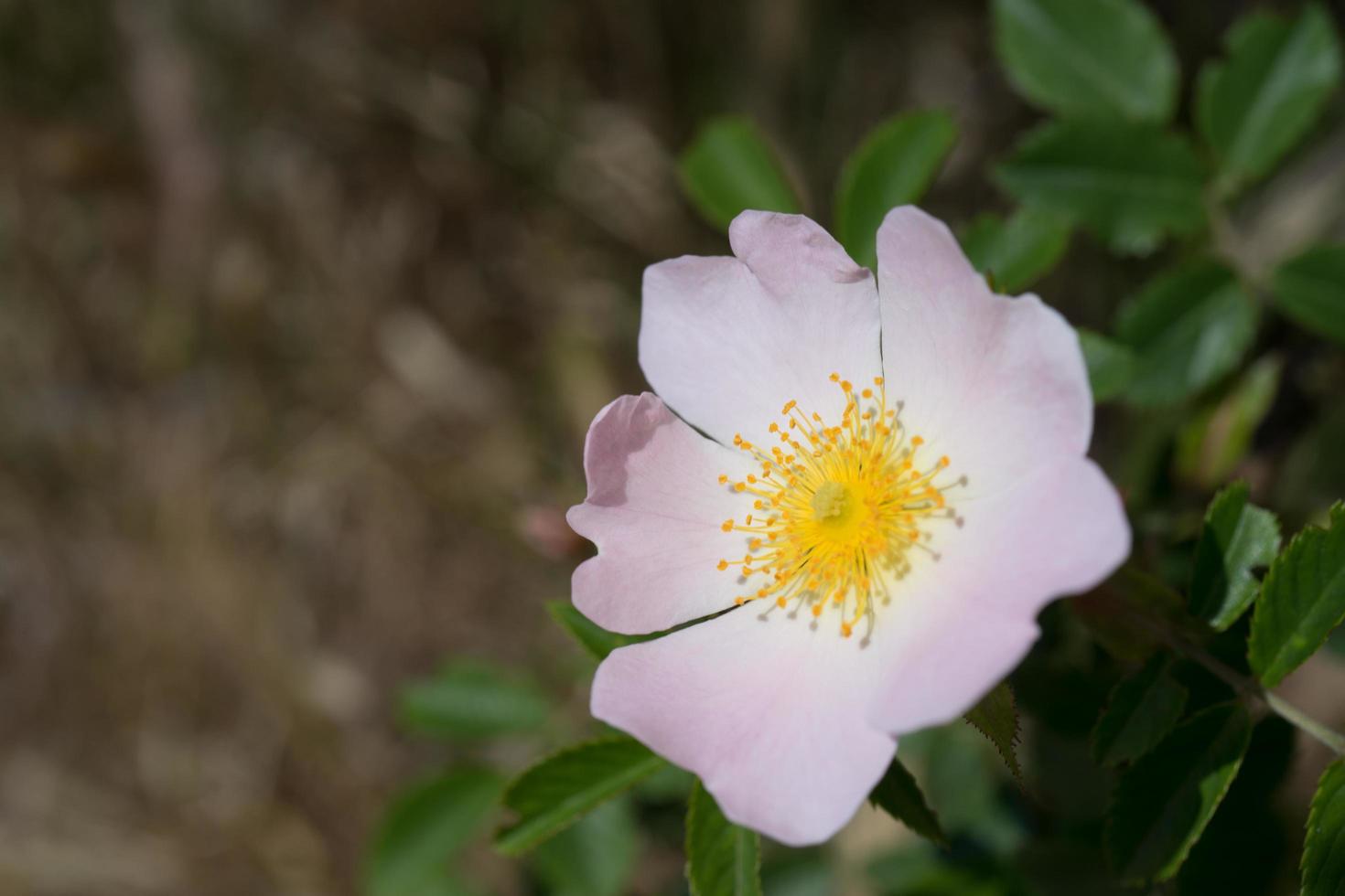 fleurs roses roses sur un buisson vert. photo