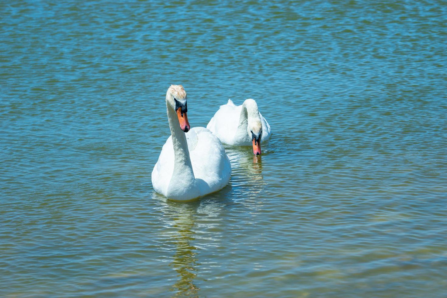 cygnes blancs à la surface de l'eau du lac. beauté de la nature photo