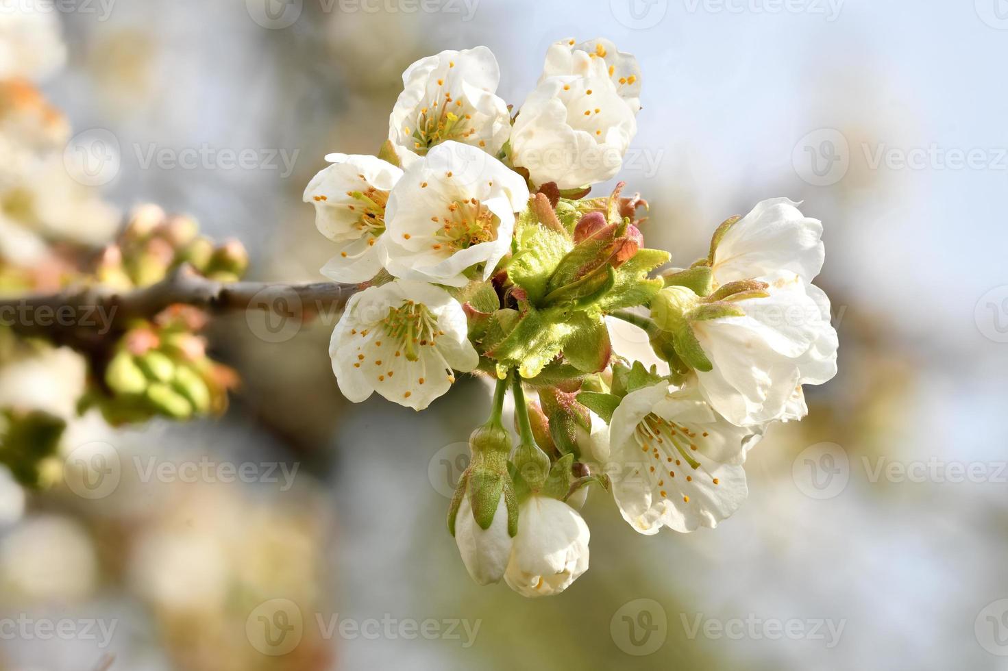 Coup de détail d'une branche du cerisier avec des fleurs, des bourgeons et des feuilles photo