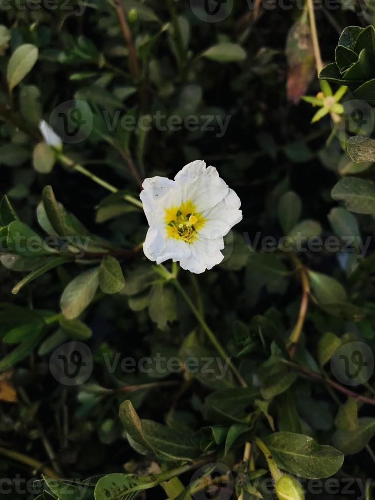 blanc fleur Contexte pour mobile fond d'écran photo