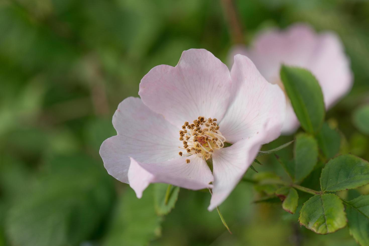 Fleur délicate de grandes hanches d'églantier sur un arrière-plan flou vert photo