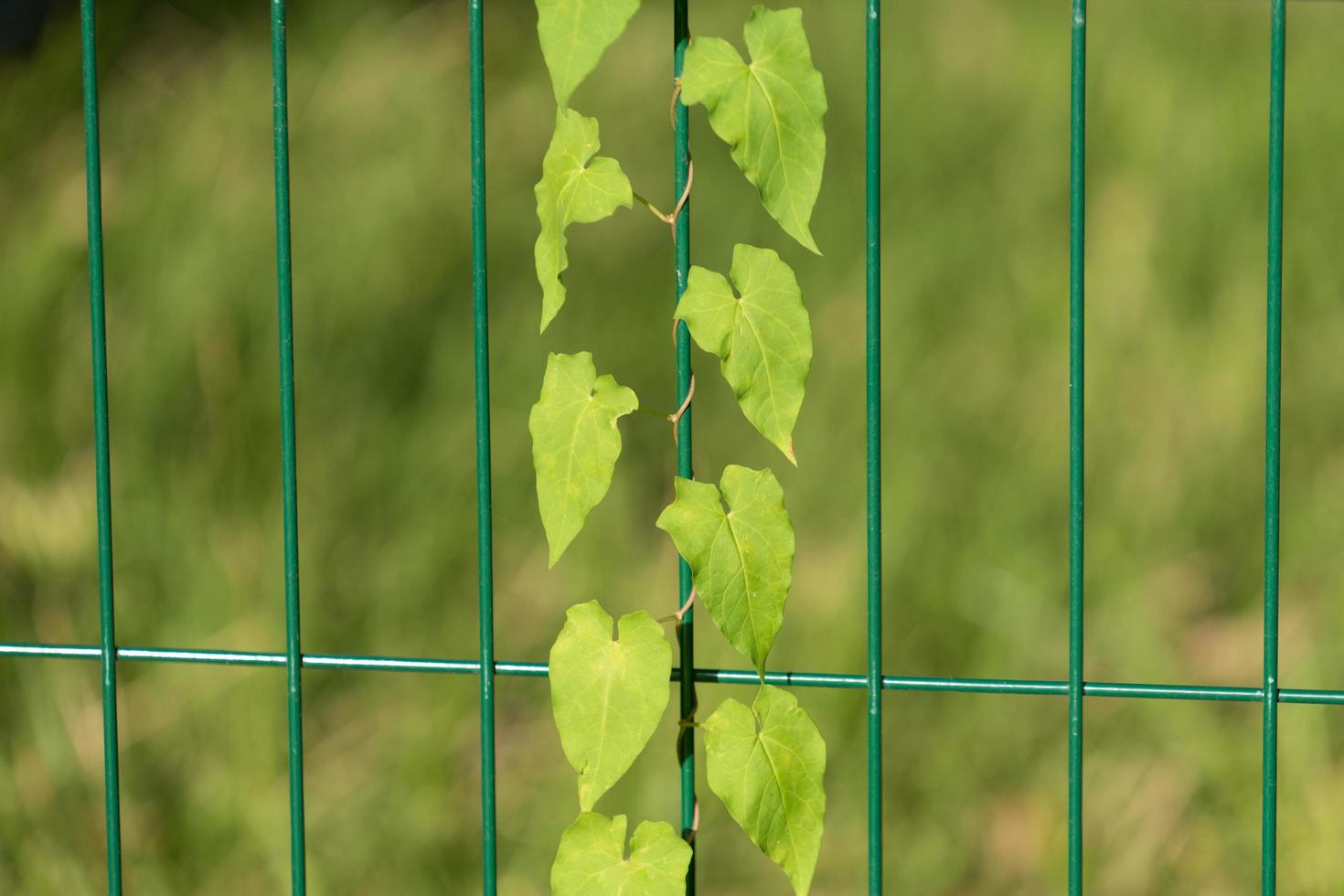 fond naturel avec plante rampante sur les barres métalliques photo