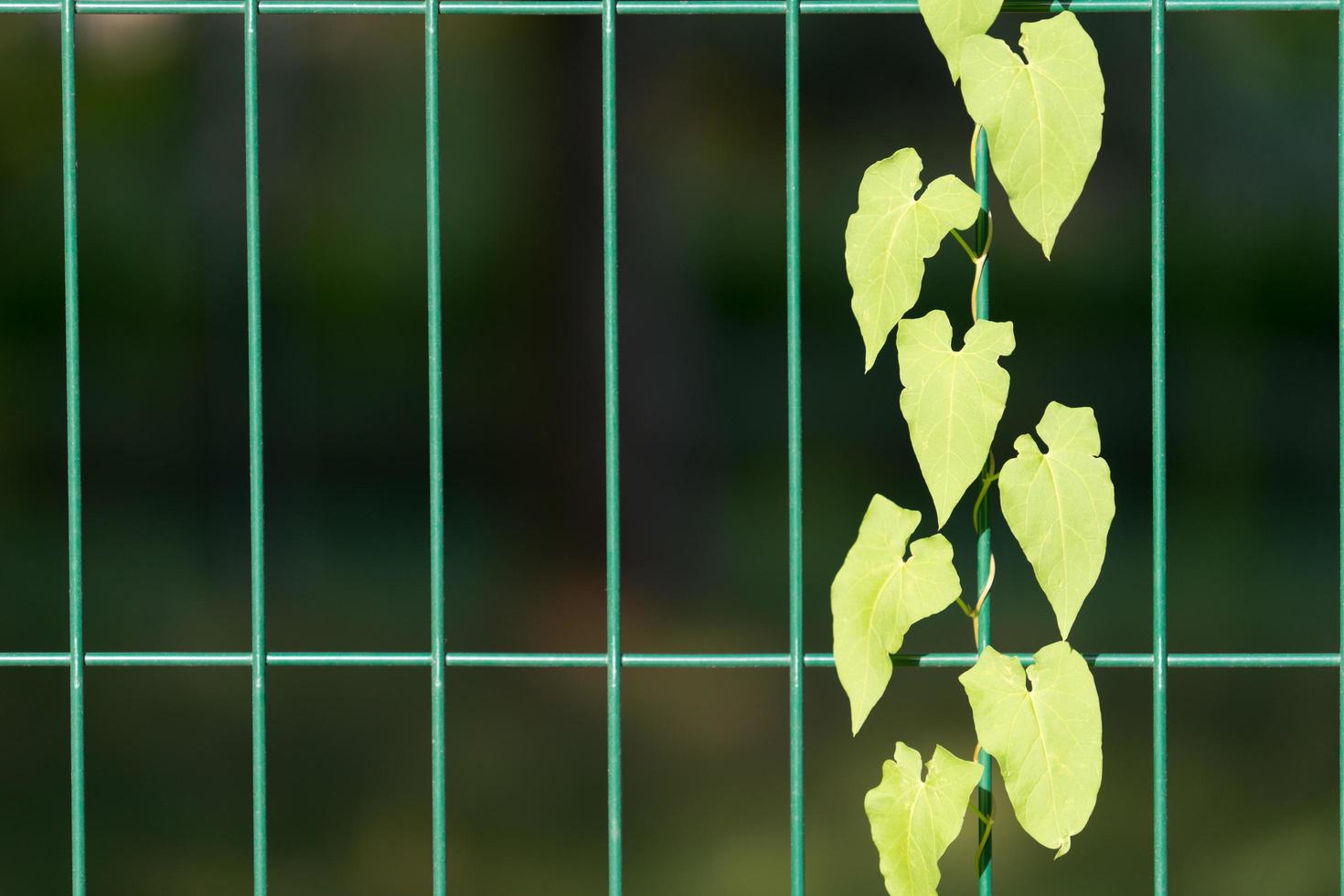 fond naturel avec plante rampante sur les barres métalliques photo