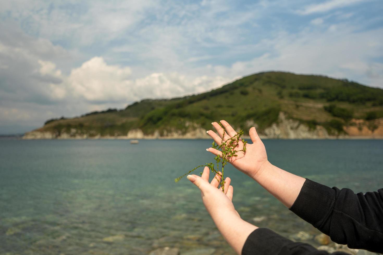algues vertes entre les mains d'une fille photo