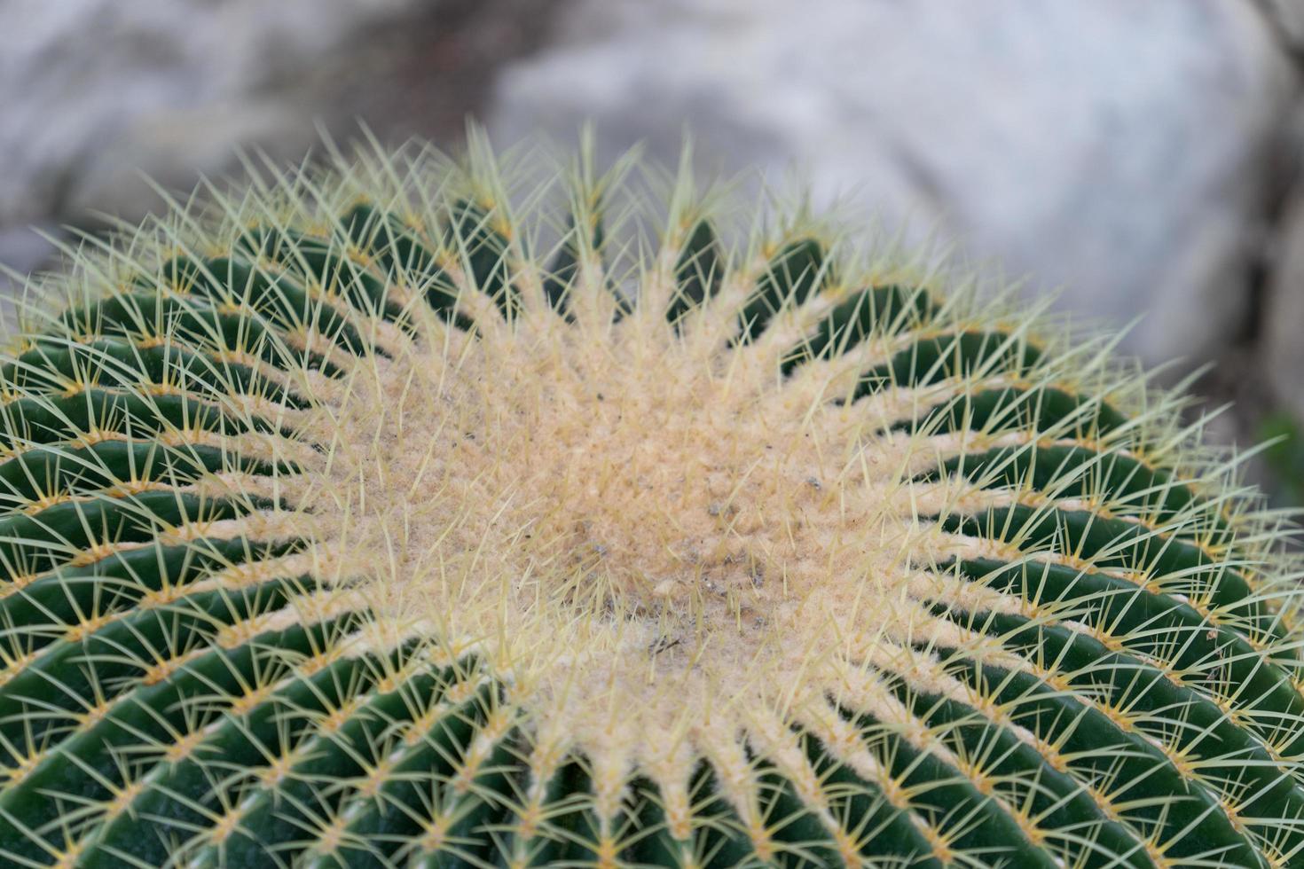 fond naturel avec de grandes épines de cactus lumineuses photo