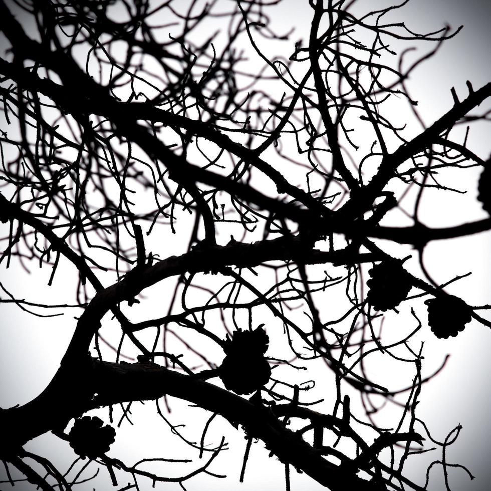 Image monochrome d'un arbre avec des pommes de pin photo