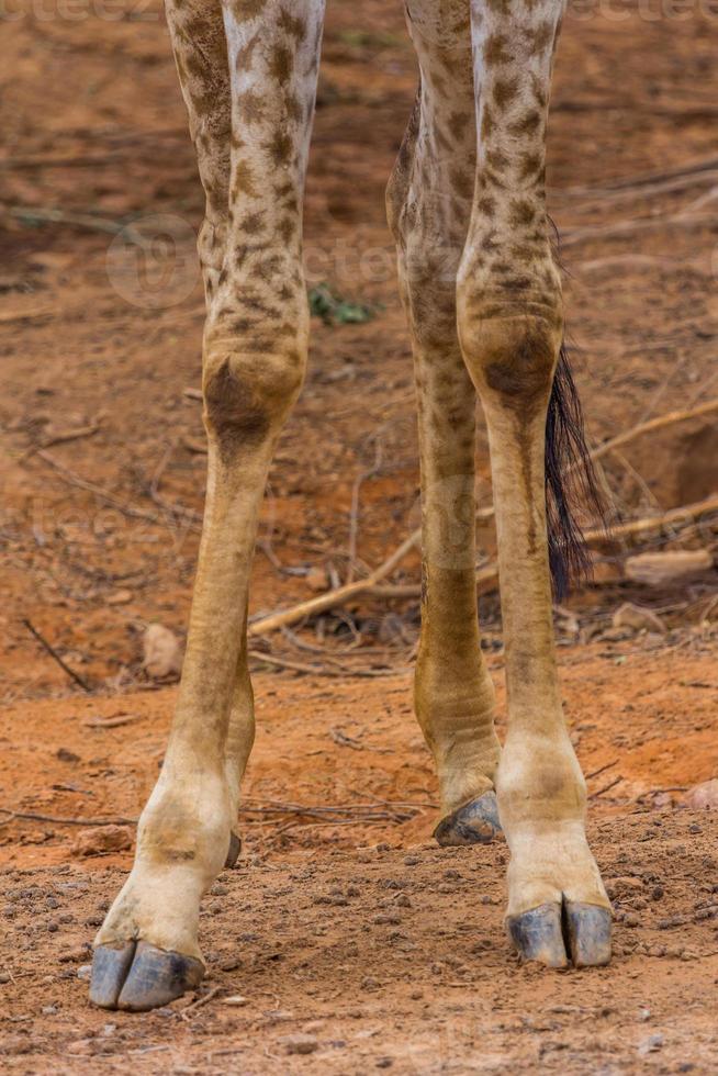 pied de masaï girafe photo