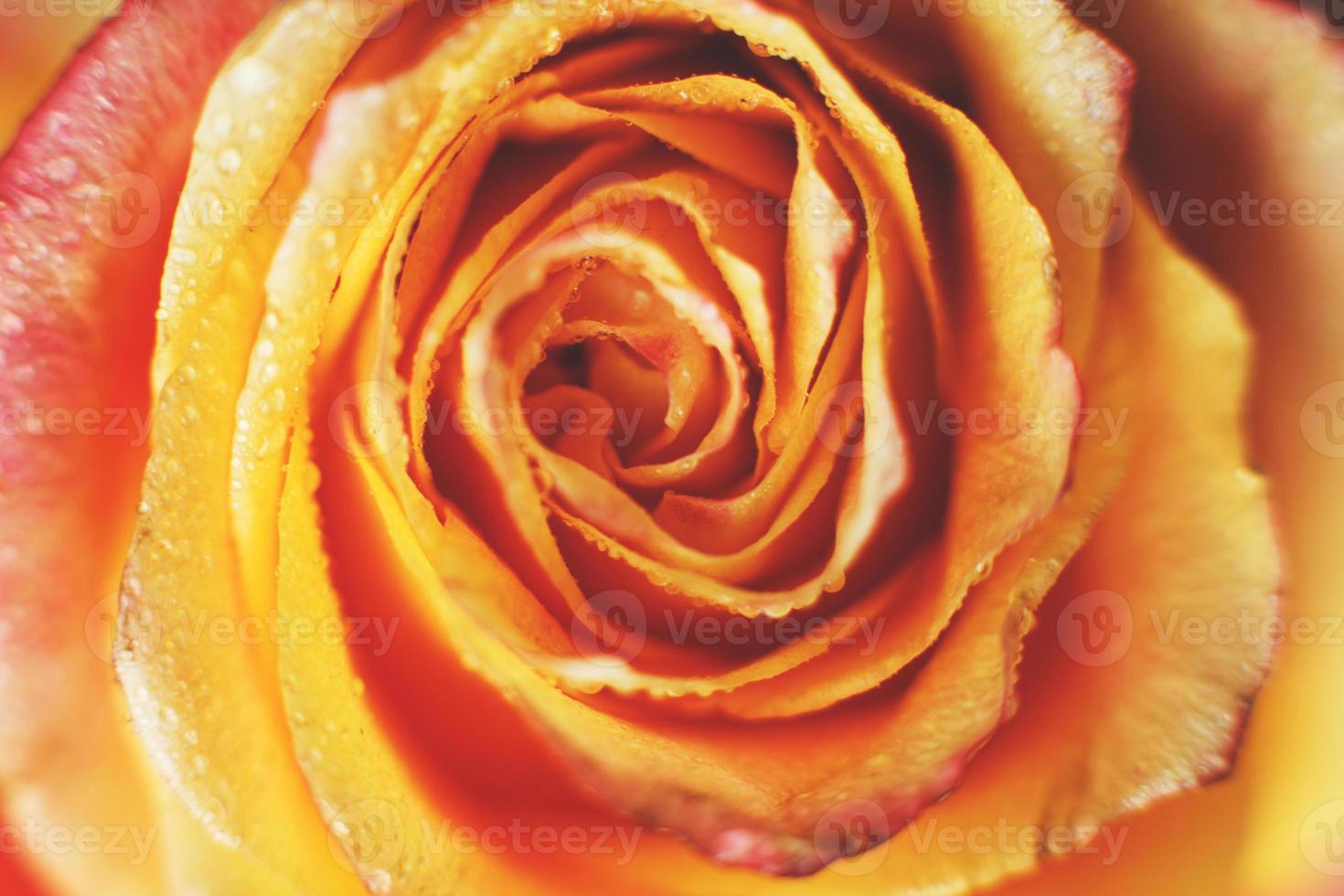 rose rouge et jaune avec des gouttes d'eau en gros plan. fleur fond photo