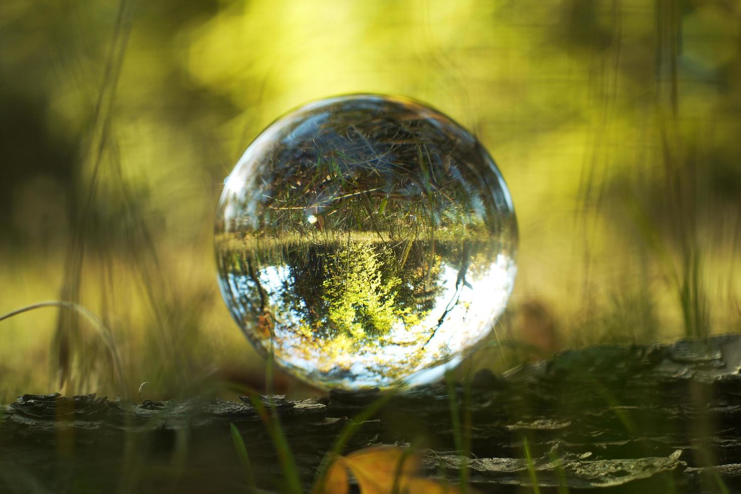 une boule de lentille dans une forêt d'automne photo