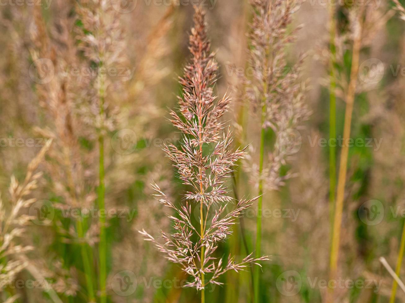 Têtes de graines d'herbe de roseau plume coréenne photo