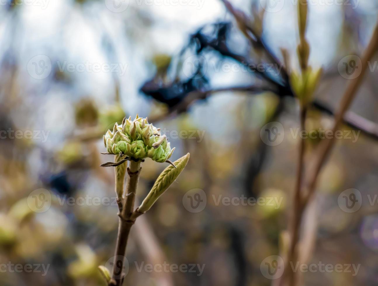 viorne lantana fleur bourgeons dans de bonne heure printemps. dernier années des fruits sur le branches. la vie conquiert décès. photo