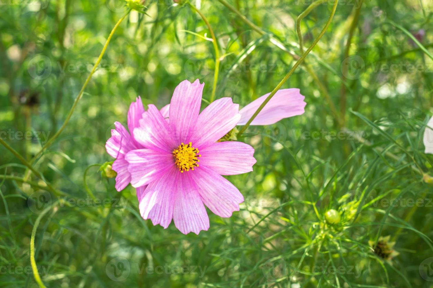 cosmos fleur fermer photo