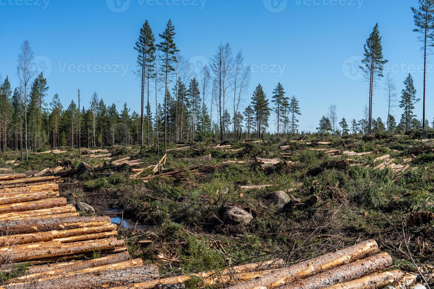 zone d'abattage avec du bois et des branches au sol photo