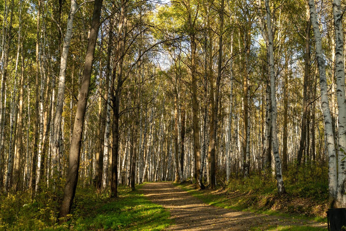 paysage naturel avec vue sur les arbres et un chemin dans le bocage. photo