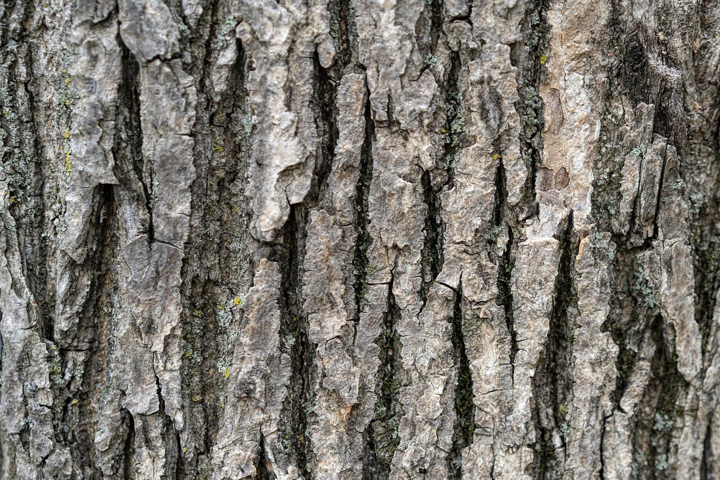fond naturel avec texture d'écorce d'arbre. photo